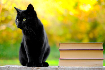 Books about magic and witchcraft.Black cat and stack of books on yellow blurred background....