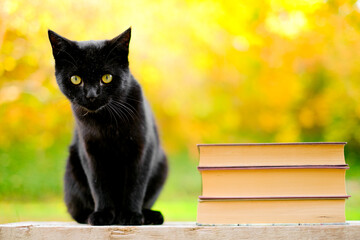 Halloween books and black cat.Books about magic and witchcraft.Black cat and stack of books on...