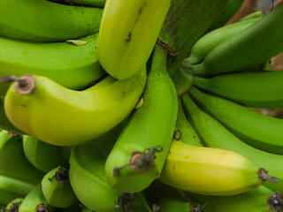 Fresh ripe and unripe bananas on the tree, fresh banana fruit, bunch of bananas, pisang ambon...