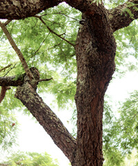 Chapada das Mesas - Maranhão 