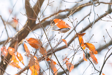 羽ばたいて飛び出す可愛いエナガ（エナガ科）
英名学名：long tailed tit...