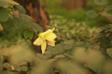 yellow