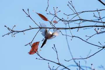 羽ばたいて飛び出す可愛いエナガ（エナガ科）
英名学名：long tailed tit (Aegithalos caudatus)
埼玉県北本市、北本自然観察公園 2024
