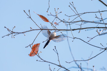 羽ばたいて飛び出す可愛いエナガ（エナガ科）
英名学名：long tailed tit (Aegithalos caudatus)
埼玉県北本市、北本自然観察公園 2024
