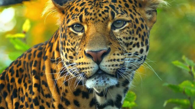 Sri Lankan Leopard CloseUp.