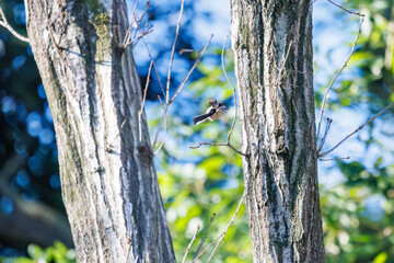 羽ばたいて飛び出す可愛いエナガ（エナガ科）
英名学名：long tailed tit (Aegithalos caudatus)
埼玉県北本市、北本自然観察公園 2024

