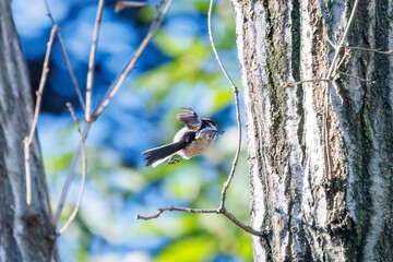 羽ばたいて飛び出す可愛いエナガ（エナガ科）
英名学名：long tailed tit...