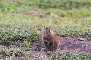 Prairie dog at the burrow