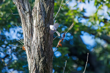 羽ばたいて飛び出す可愛いエナガ（エナガ科）
英名学名：long tailed tit (Aegithalos caudatus)
埼玉県北本市、北本自然観察公園 2024
