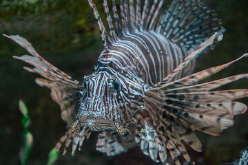 Lion Fish