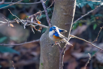 羽ばたいて飛び出す幸せの青い鳥、可愛いルリビタキ（ヒタキ科）...