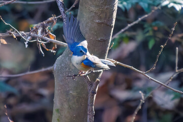 羽ばたいて飛び出す幸せの青い鳥、可愛いルリビタキ（ヒタキ科）...