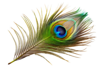 Detailed close up of a single peacock feather with vibrant eye pattern and delicate barbs isolated on a transparent background