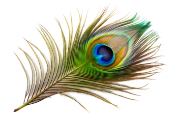 Detailed close up of a single peacock feather with vibrant eye pattern and delicate barbs isolated on a transparent background