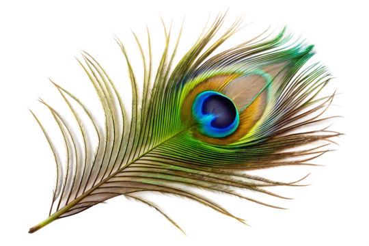 Detailed close up of a single peacock feather with vibrant eye pattern and delicate barbs isolated on a transparent background