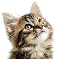 Tabby kitten with curious eyes looking up, isolated on white. Suitable for pet ads or children&rsquo;s books.