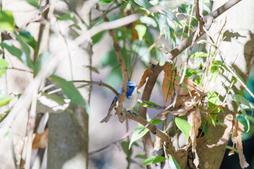羽ばたいて飛び出す幸せの青い鳥、可愛いルリビタキ（ヒタキ科） 英名学名：Red flanked Bluetail (Tarsiger cyanurus) 埼玉県北本市、北本自然観察公園 2024 