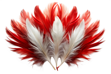 Fan of red and white feathers with detailed texture and soft edges isolated on a transparent background
