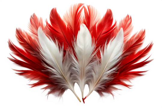 Fan of red and white feathers with detailed texture and soft edges isolated on a transparent background