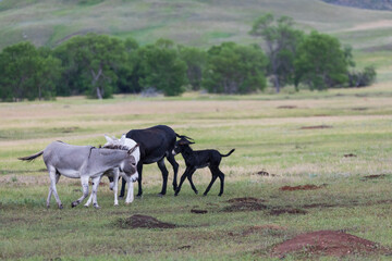 Wild burros with foals in a meadow