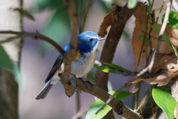 羽ばたいて飛び出す幸せの青い鳥、可愛いルリビタキ（ヒタキ科）...