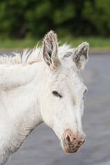 Obraz premium Wild burro head close-up