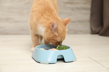 Cat eating natural products from feeding bowl indoors. Pet's balanced diet