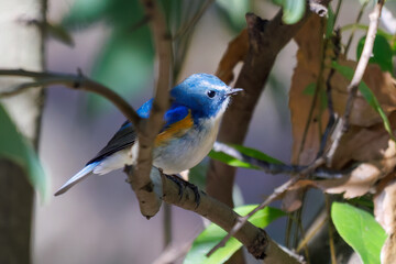 羽ばたいて飛び出す幸せの青い鳥、可愛いルリビタキ（ヒタキ科）...