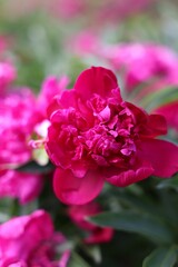 Beautiful pink peony flowers growing outdoors, closeup