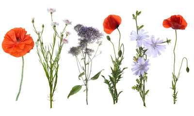 Fototapeta premium Wildflowers on white background, set. Different blooming plants