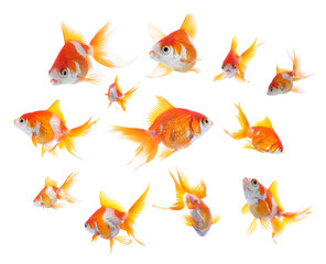 Beautiful bright goldfish on white background, collage