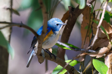 羽ばたいて飛び出す幸せの青い鳥、可愛いルリビタキ（ヒタキ科）...