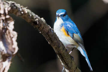羽ばたいて飛び出す幸せの青い鳥、可愛いルリビタキ（ヒタキ科）...