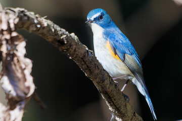 羽ばたいて飛び出す幸せの青い鳥、可愛いルリビタキ（ヒタキ科） 英名学名：Red flanked Bluetail (Tarsiger cyanurus) 埼玉県北本市、北本自然観察公園 2024 