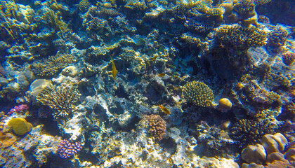 coral and fish in the red sea sahl hasheesh egypt