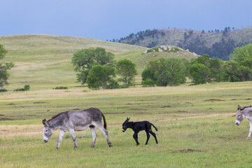 Wild burro with foal in a meadow
