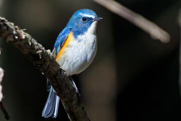 羽ばたいて飛び出す幸せの青い鳥、可愛いルリビタキ（ヒタキ科） 英名学名：Red flanked Bluetail (Tarsiger cyanurus) 埼玉県北本市、北本自然観察公園 2024 