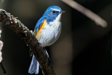 羽ばたいて飛び出す幸せの青い鳥、可愛いルリビタキ（ヒタキ科） 英名学名：Red flanked Bluetail (Tarsiger cyanurus) 埼玉県北本市、北本自然観察公園 2024 