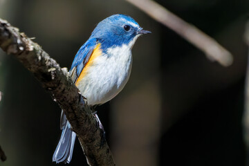 Fototapeta premium 羽ばたいて飛び出す幸せの青い鳥、可愛いルリビタキ（ヒタキ科） 英名学名：Red flanked Bluetail (Tarsiger cyanurus) 埼玉県北本市、北本自然観察公園 2024 