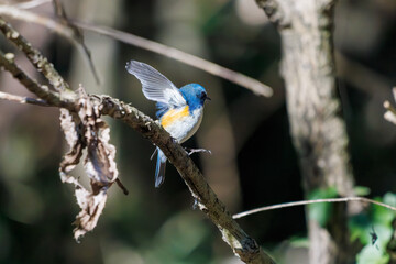 羽ばたいて飛び出す幸せの青い鳥、可愛いルリビタキ（ヒタキ科） 英名学名：Red flanked Bluetail (Tarsiger cyanurus) 埼玉県北本市、北本自然観察公園 2024 