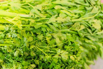Coriander leaves close-up. Green background
