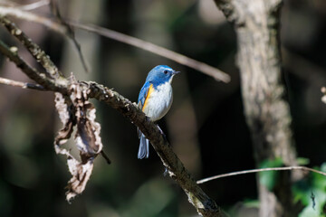 羽ばたいて飛び出す幸せの青い鳥、可愛いルリビタキ（ヒタキ科） 英名学名：Red flanked Bluetail (Tarsiger cyanurus) 埼玉県北本市、北本自然観察公園 2024 