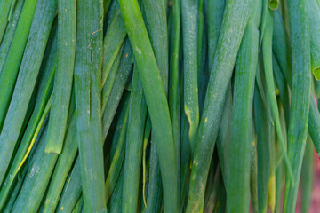 Green onion isolated on the wooden background