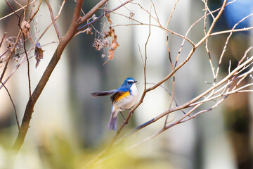 羽ばたいて飛び出す幸せの青い鳥、可愛いルリビタキ（ヒタキ科） 英名学名：Red flanked Bluetail (Tarsiger cyanurus) 埼玉県北本市、北本自然観察公園 2024 