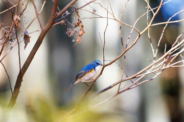 羽ばたいて飛び出す幸せの青い鳥、可愛いルリビタキ（ヒタキ科） 英名学名：Red flanked Bluetail (Tarsiger cyanurus) 埼玉県北本市、北本自然観察公園 2024 