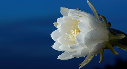 White Lotus Flower Blooms in Water with Raindrops Against Dark Blue Background at Dusk or Dawn