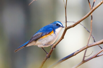 羽ばたいて飛び出す幸せの青い鳥、可愛いルリビタキ（ヒタキ科） 英名学名：Red flanked Bluetail (Tarsiger cyanurus) 埼玉県北本市、北本自然観察公園 2024 