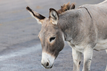 Wild burro head close-up