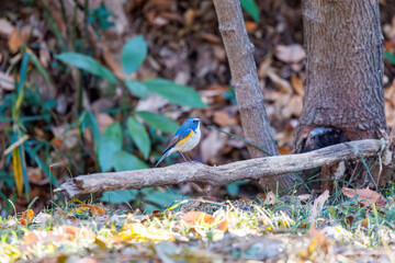 羽ばたいて飛び出す幸せの青い鳥、可愛いルリビタキ（ヒタキ科） 英名学名：Red flanked Bluetail (Tarsiger cyanurus) 埼玉県北本市、北本自然観察公園 2024 