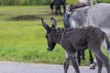 Wild burros with foal in a meadow